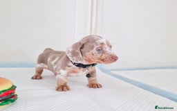 Dachshund dogs for sale: ISABELLA DAPPLE FEMALES AVAILABLE  - Image 1