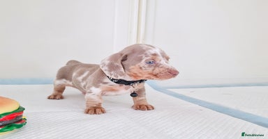 Dachshund dogs - Advert 7