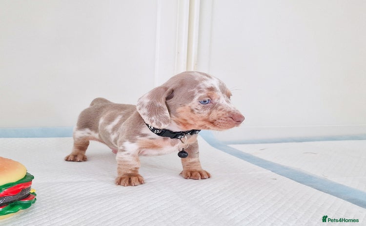 Dachshund dogs - Advert 1