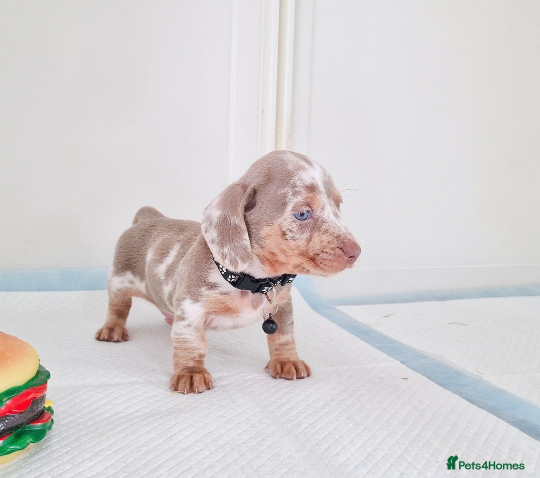 Dachshund dogs for sale: ISABELLA DAPPLE FEMALES AVAILABLE  - Image 1