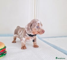 Dachshund dogs - Advert 4
