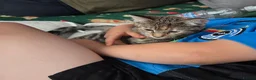 Mixed Breed cats for sale: Brother and sister very bonded pair  - Advert 6