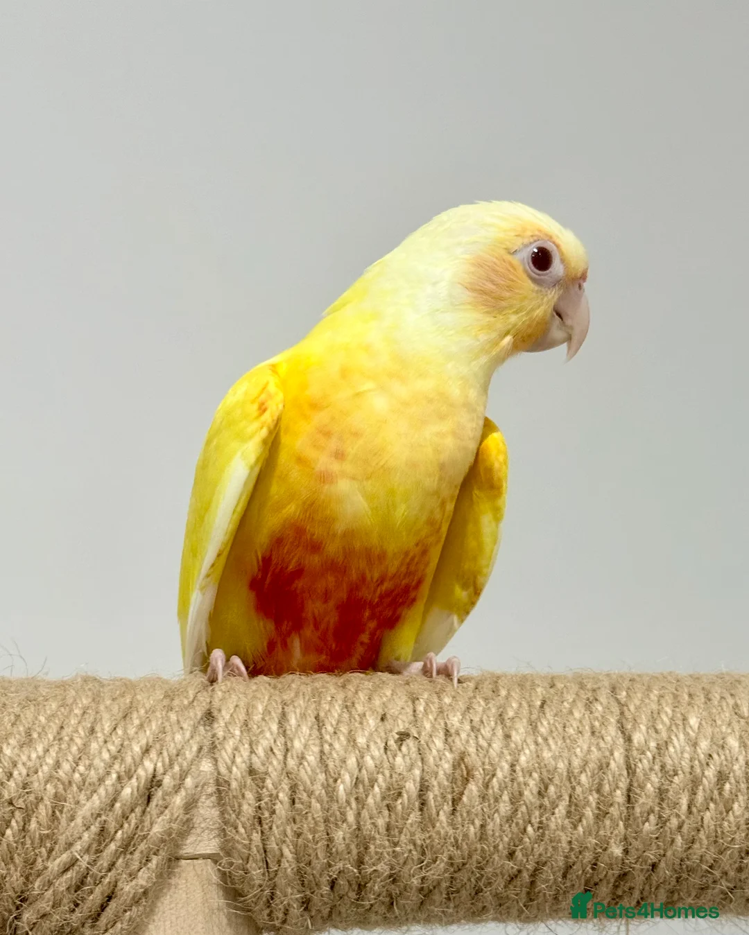 Conures birds for sale: Baby hand reared conure parrots - Advert 1