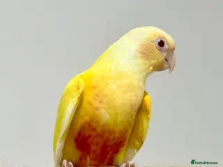 Conures birds Baby hand reared conure parrots - Advert 2