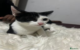 Toyger cats for sale: 4 beautiful Tabby kitties ready for new homes  - Advert 14