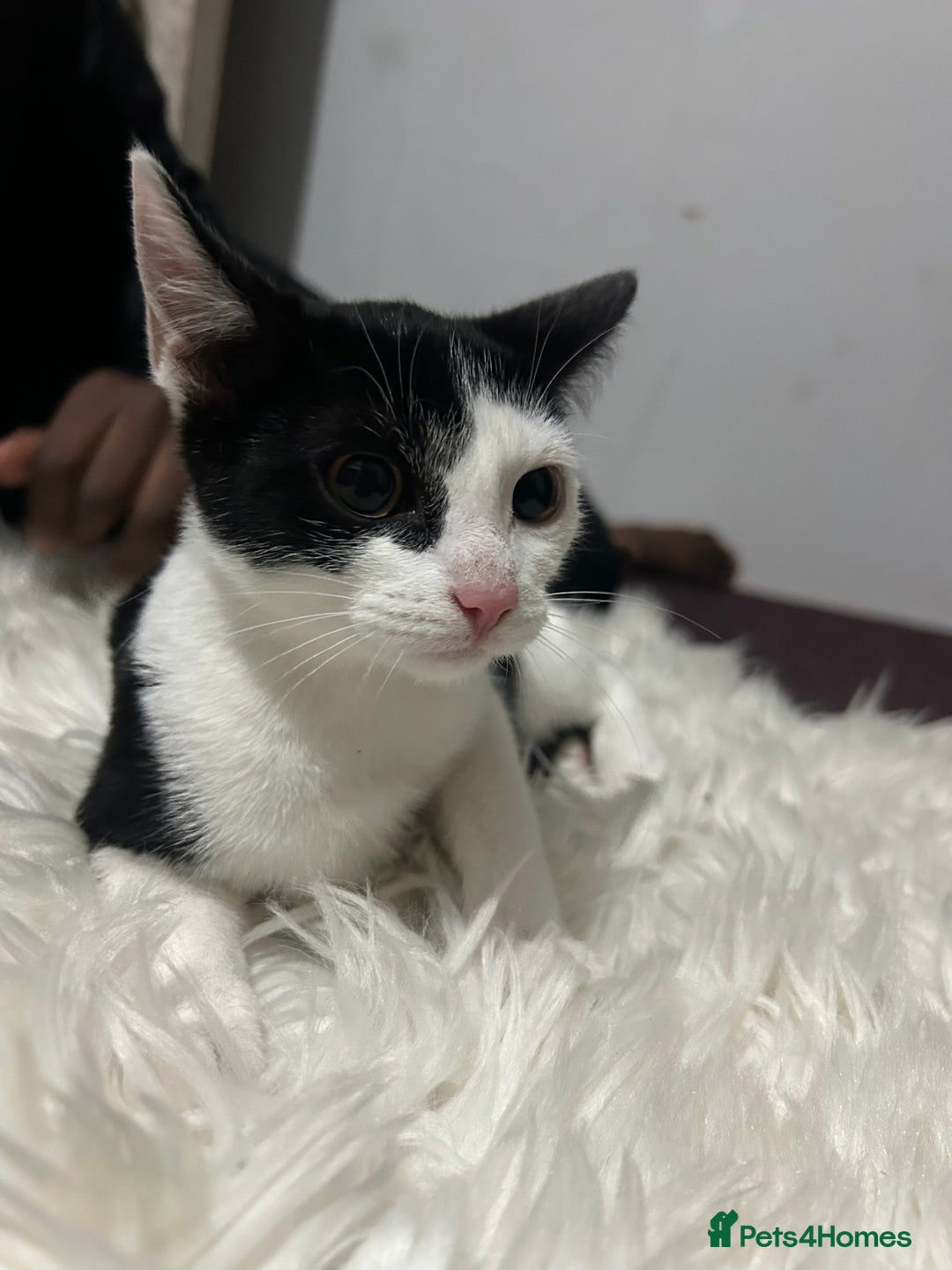 Toyger cats for sale: 4 beautiful Tabby kitties ready for new homes  - Advert 14