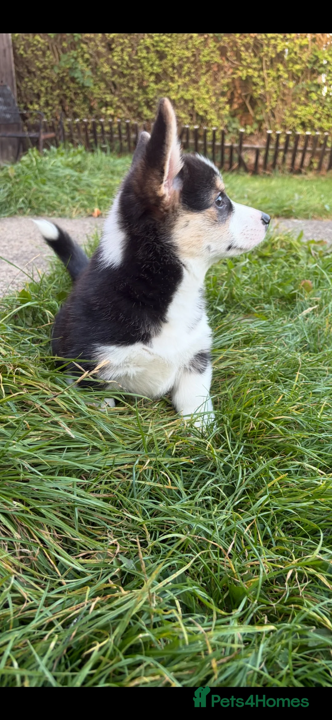 Welsh Corgi Pembroke dogs for sale: Beautiful Kc reg little boy - Advert 2