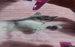 Scottish Fold cats for sale: Lovely silver white female looking for new home - Image 4