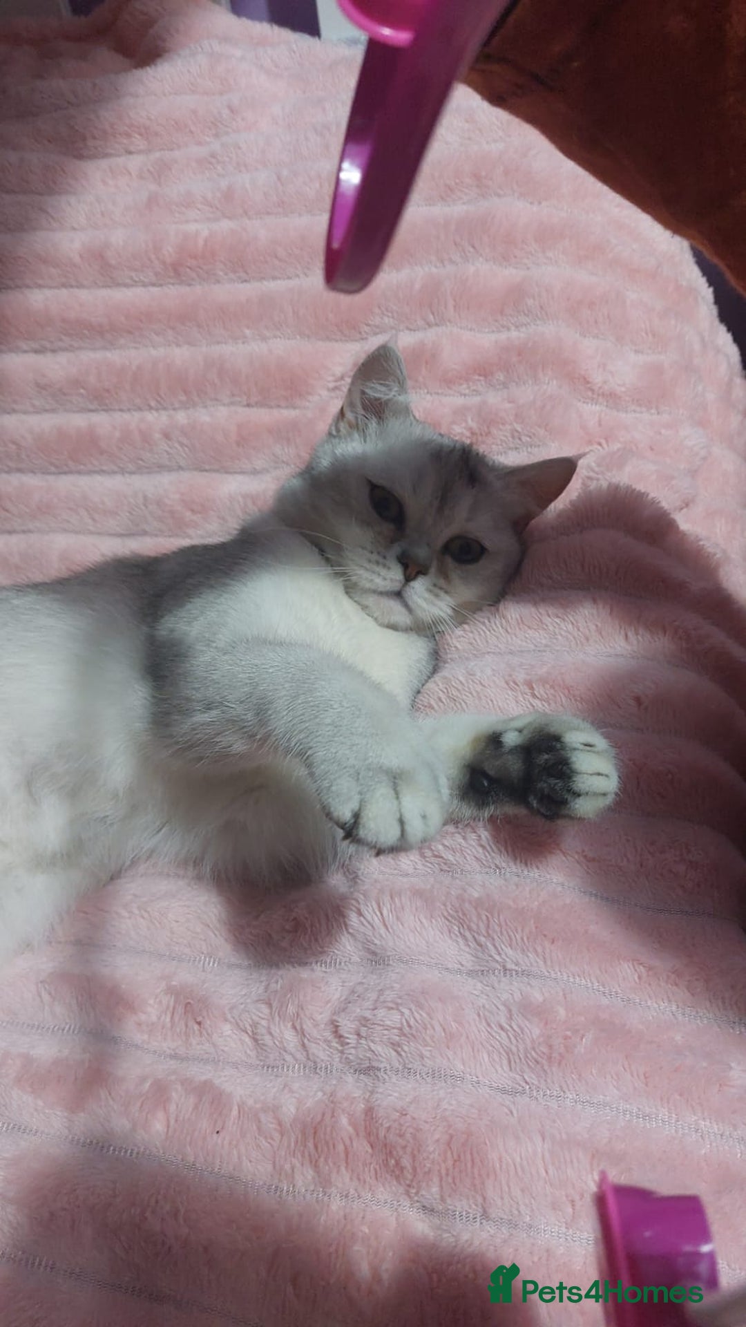 Scottish Fold cats for sale: Lovely silver white female looking for new home - Image 4