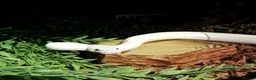 Python Snake reptiles for sale: Blue eyed leucistic ball python - Advert 2