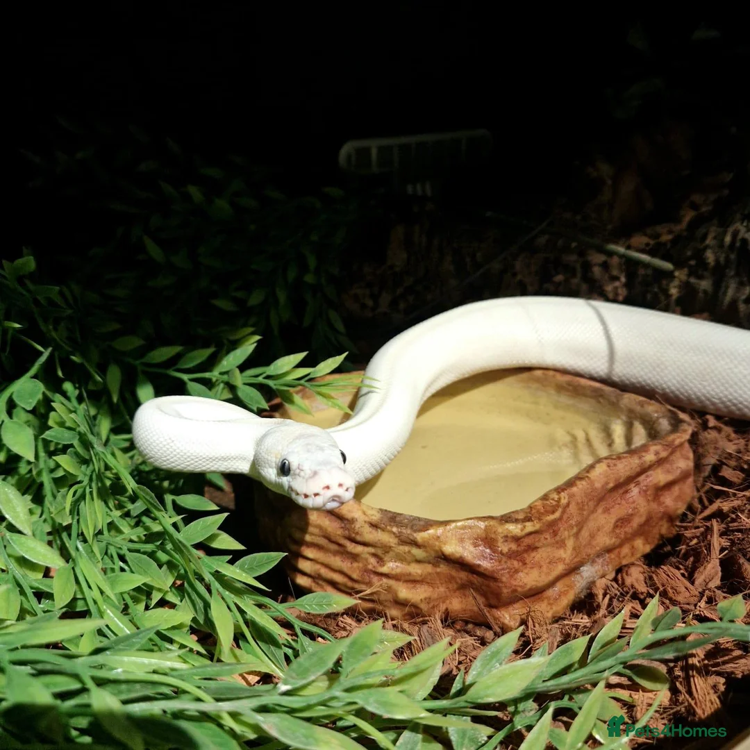Python Snake reptiles for sale: Blue eyed leucistic ball python - Advert 2