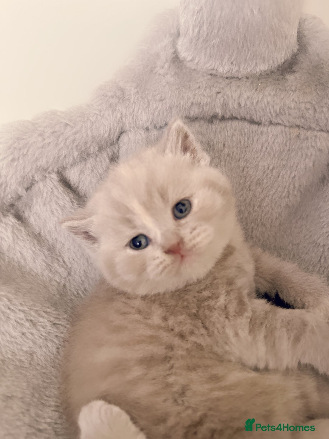 British Shorthair cats for sale: Adorable Purebred British Shorthair Kittens 🐾 - Image 5