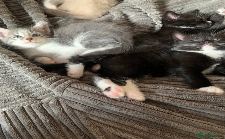 Mixed Breed cats - Advert 13
