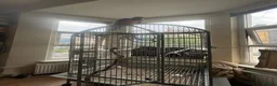 Macaws birds for sale: Macaw parrot in London - Advert 2