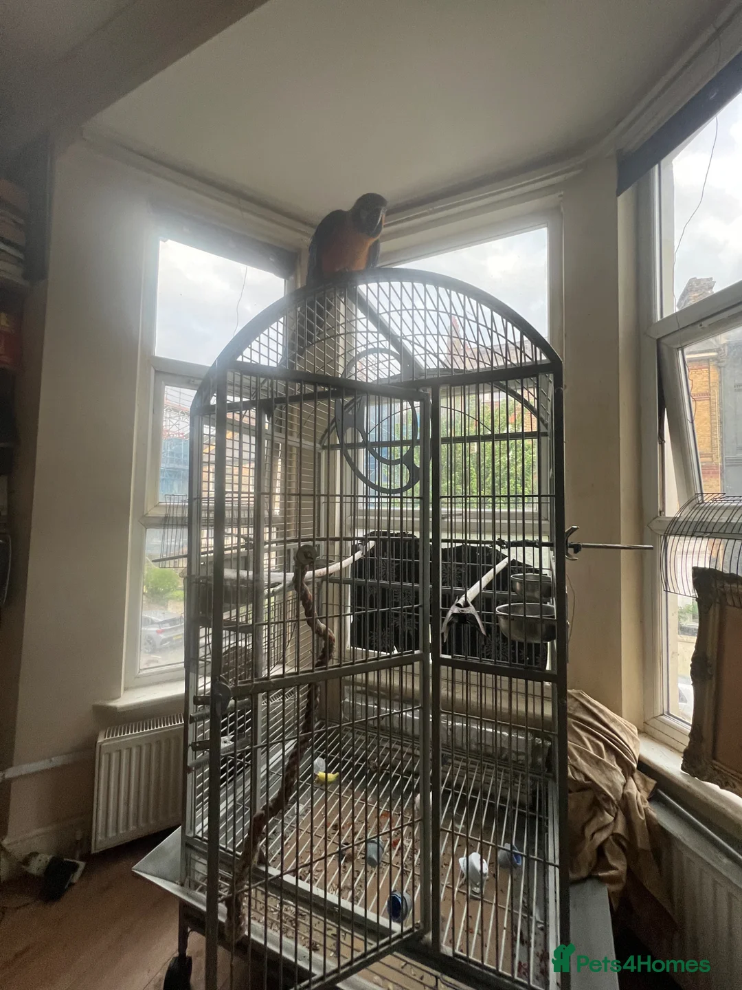 Macaws birds for sale: Macaw parrot in London - Advert 2