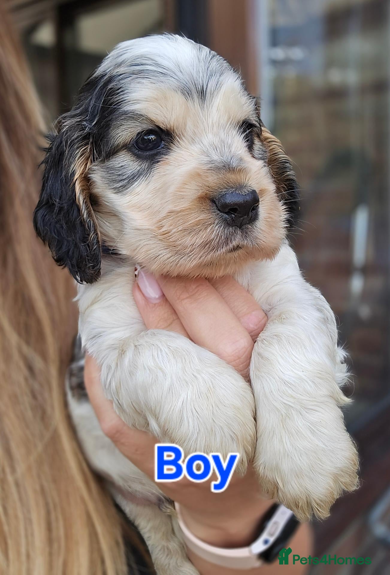 Cocker Spaniel dogs KC Reg Show Cocker Spaniel Pups Health Clear Boys - Advert 2