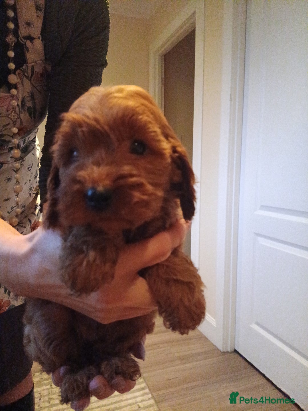 Cockapoo dogs for sale: Cockapoo puppies f1 show) ❤️ fox Red. !!!!!!. - Image 22