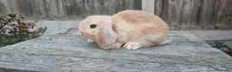 Mini Lop rabbits for sale: Minilop bunnies and Adult Female  - Advert 12
