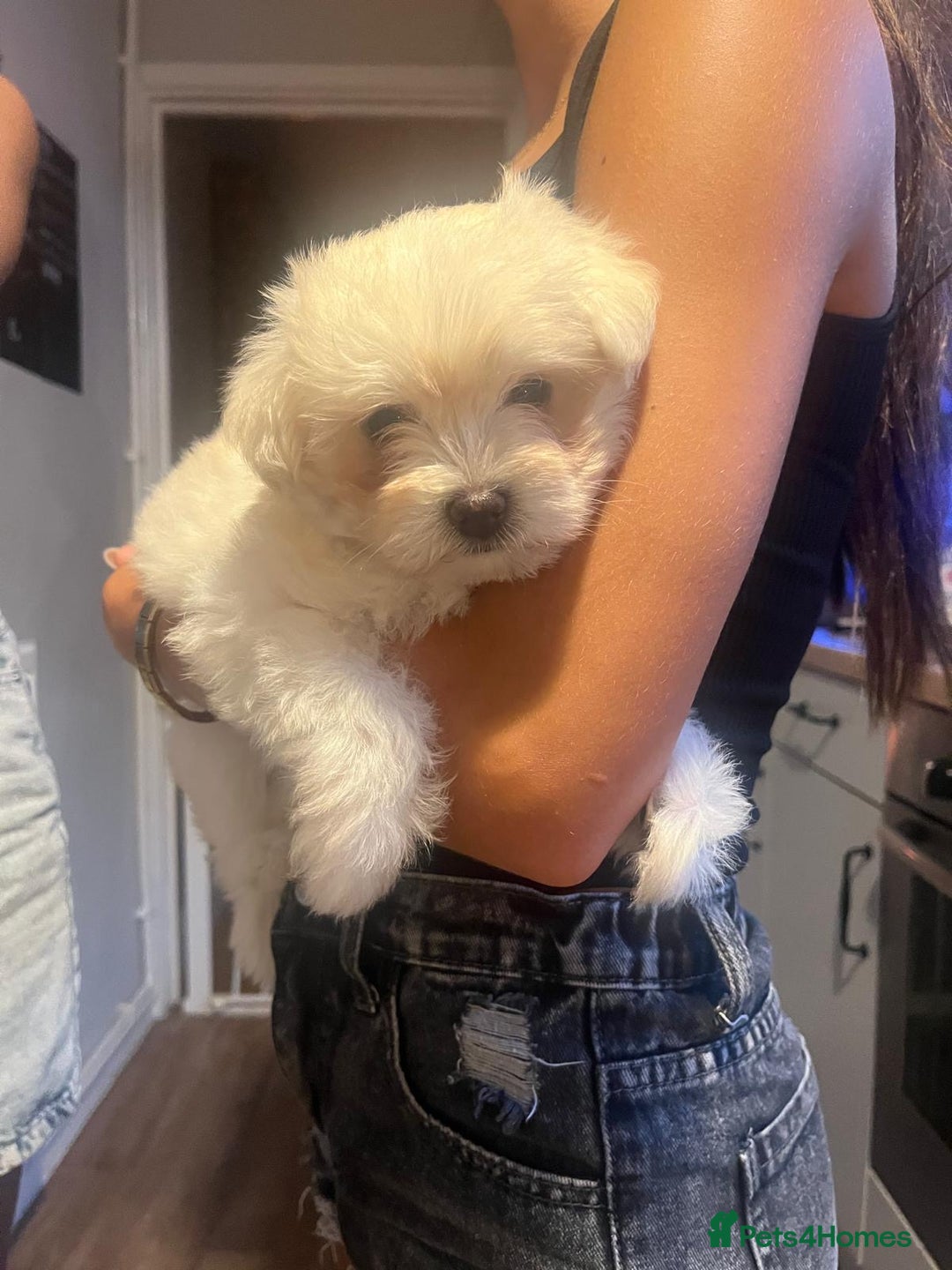 Maltese dogs for sale: ONE FEMALE Maltese Puppy *READY NOW* - Image 9