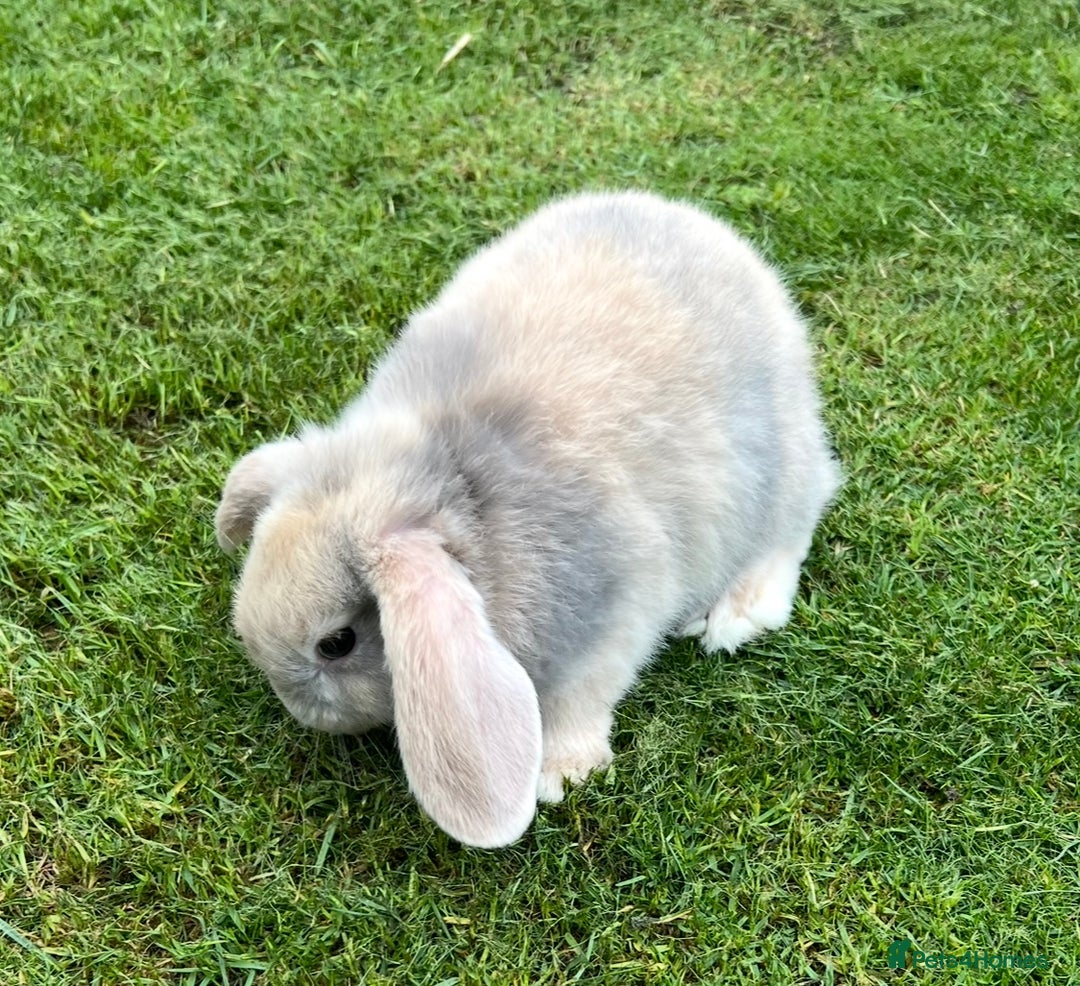 Mini Lop rabbits for sale: Mini Lops Ready now!!!!  in Coalville - Image 30
