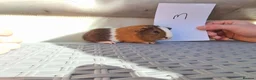 Guinea Pig rodents for sale: Baby Guinea Pigs  in Usk - Advert 7