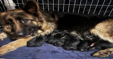 German Shepherd dogs Stunning long haired chunky German Shepherd pups.  - Advert 15