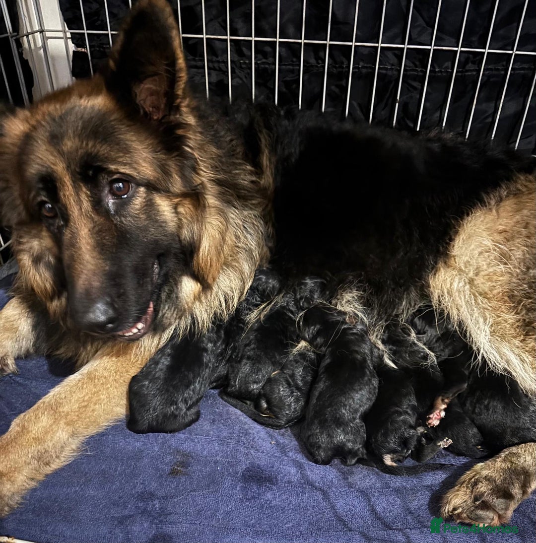 German Shepherd dogs for sale: Stunning long haired chunky German Shepard pups.  - Image 15