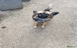 Pomchi dogs for sale: 2 beautiful pomchis - Image 3