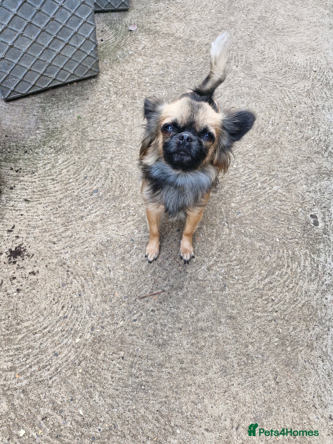 Pomchi dogs for sale: 2 beautiful pomchis - Image 3