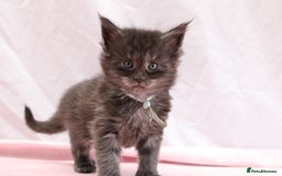 Maine Coon cats for sale: 🔥Stunning Maine Coon kittens🔥 - Image 7