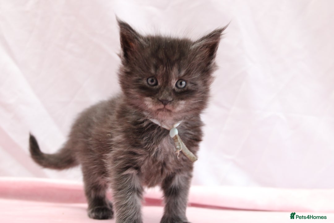 Maine Coon cats for sale: 🔥Stunning Maine Coon kittens🔥 - Image 7