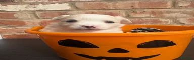 Chihuahua 6