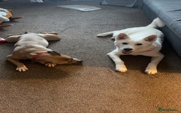 Mixed Breed dogs for sale: Snowy - Image 9