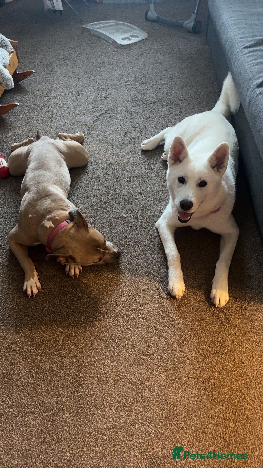 Mixed Breed dogs for sale: Snowy - Image 9