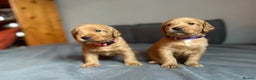 Labradoodle dogs for sale: Fox Red F1 Miniature Labradoodles  - Advert 11
