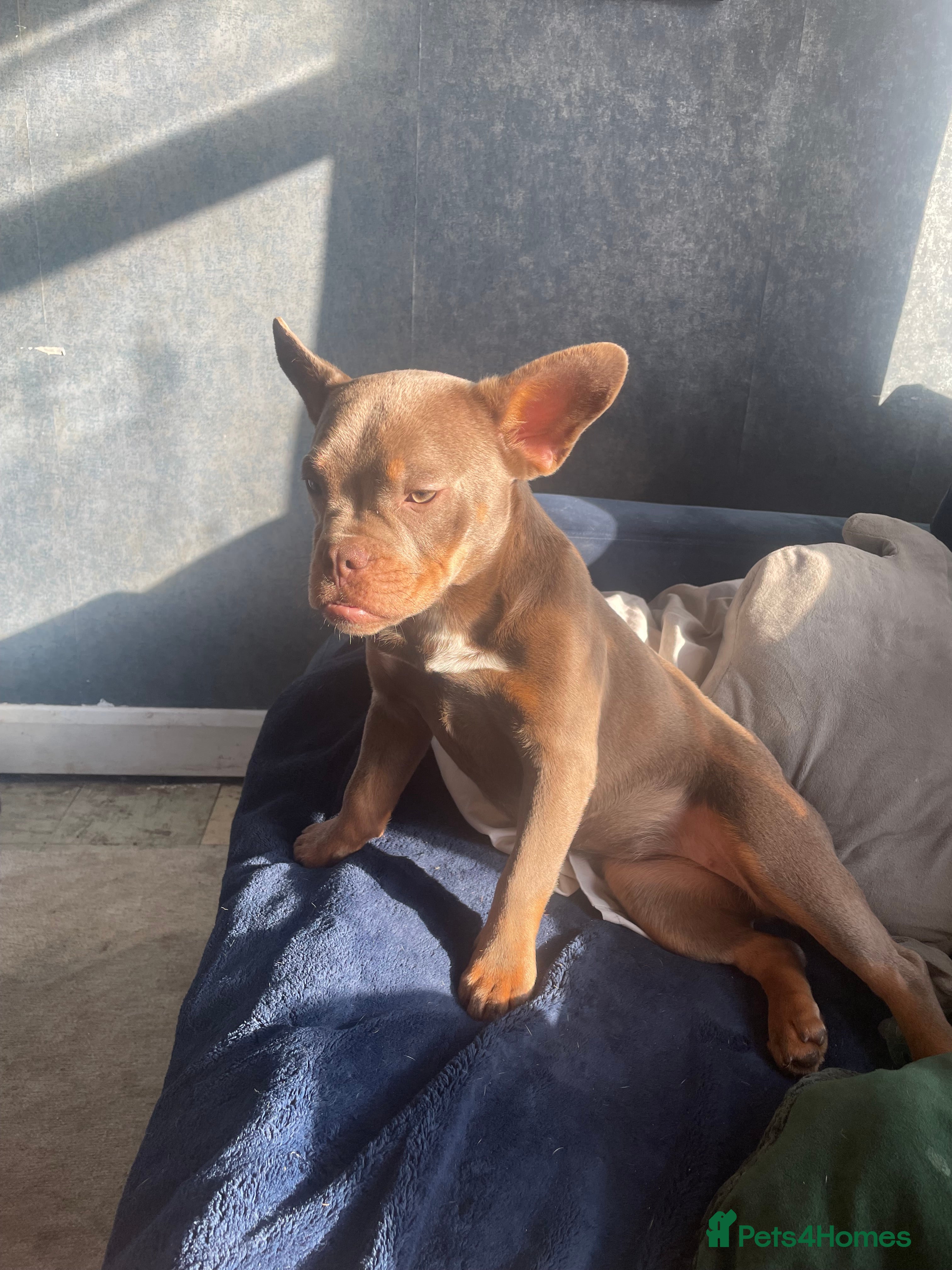 Mixed Breed dogs Frenchie cross pocket bully in Waterlooville - Advert 2