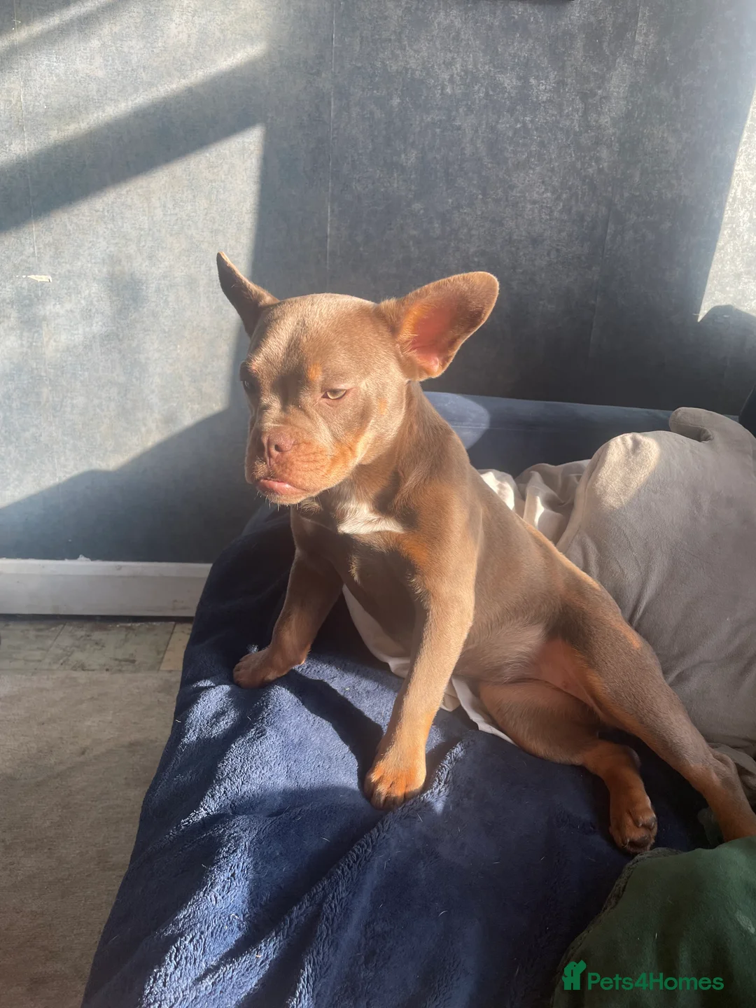 Mixed Breed dogs for sale: Frenchie cross pocket bully in Waterlooville - Advert 1