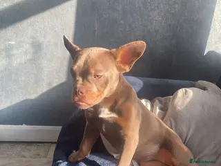 Mixed Breed dogs Frenchie cross pocket bully in Waterlooville - Advert 2