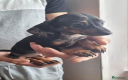Miniature Dachshund dogs for sale: Miniature dachshund puppies  - Image 4