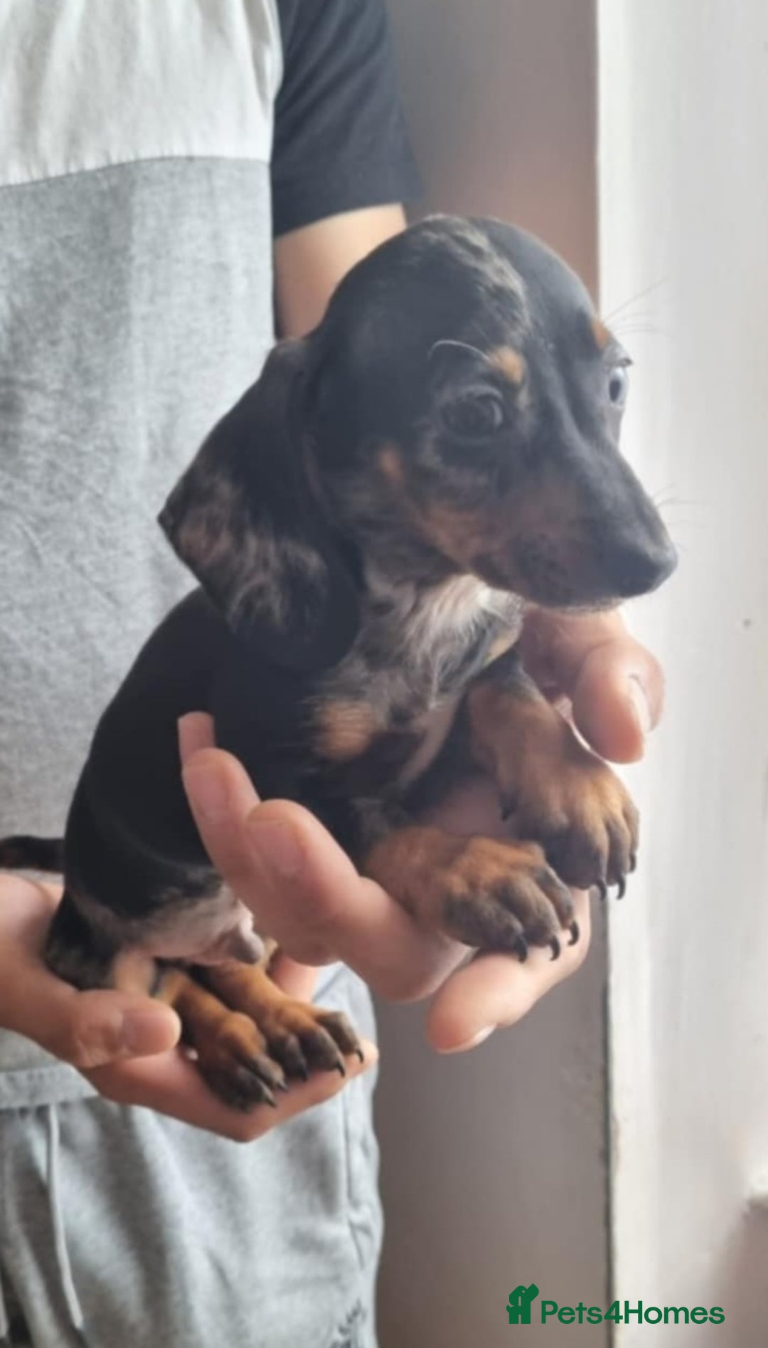 Miniature Dachshund dogs for sale: Miniature dachshund puppies  - Image 4