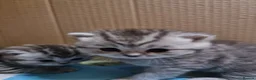 British Shorthair cats for sale: 4 Kitten Tabby British Shorthair GCCF Pedigree  - Advert 13