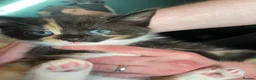 Mixed Breed cats for sale: 6 Adorable Kittens - Advert 3