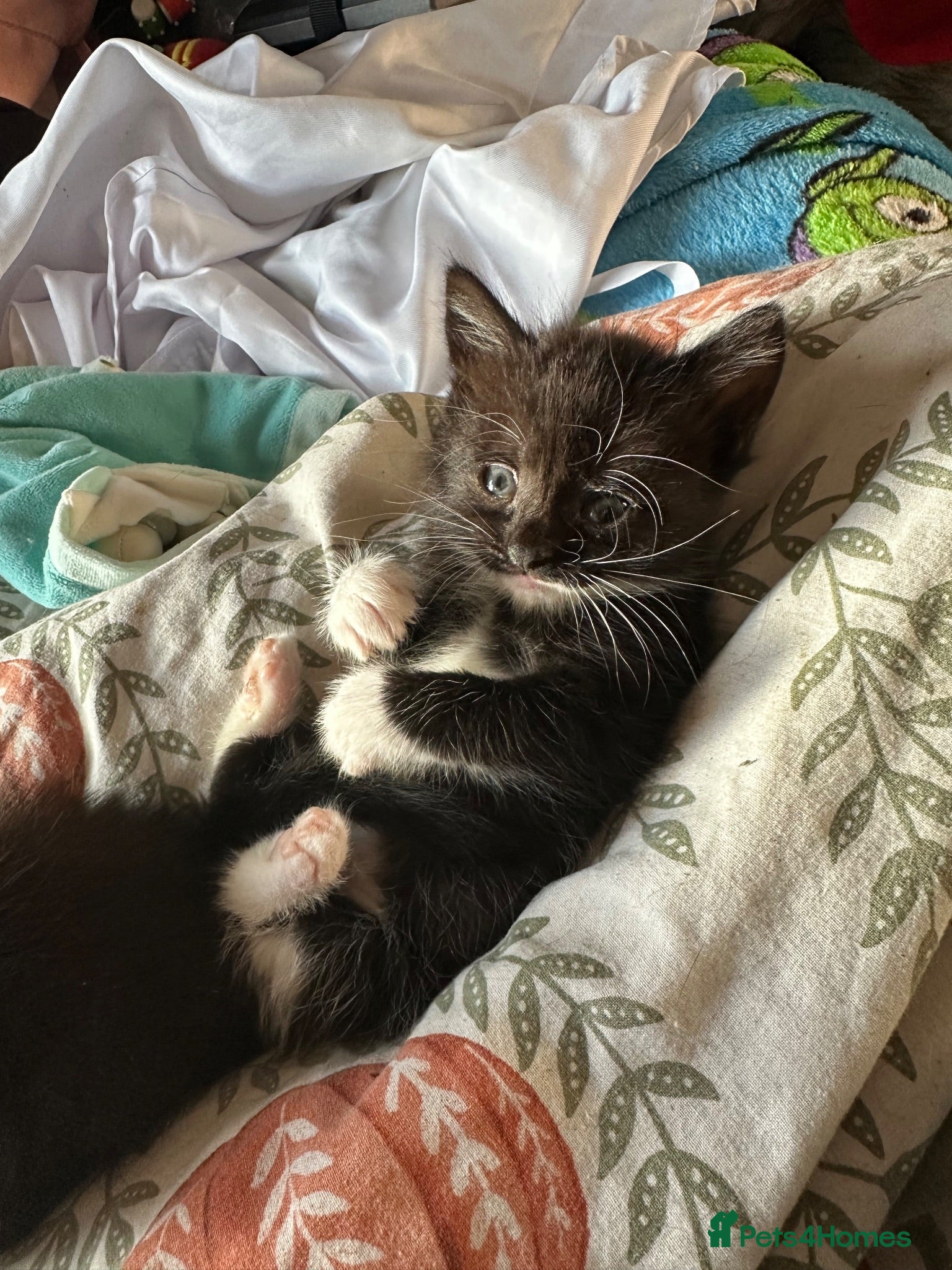 Turkish Angora cats Two  tuxedo kittens for sale  - Advert 5