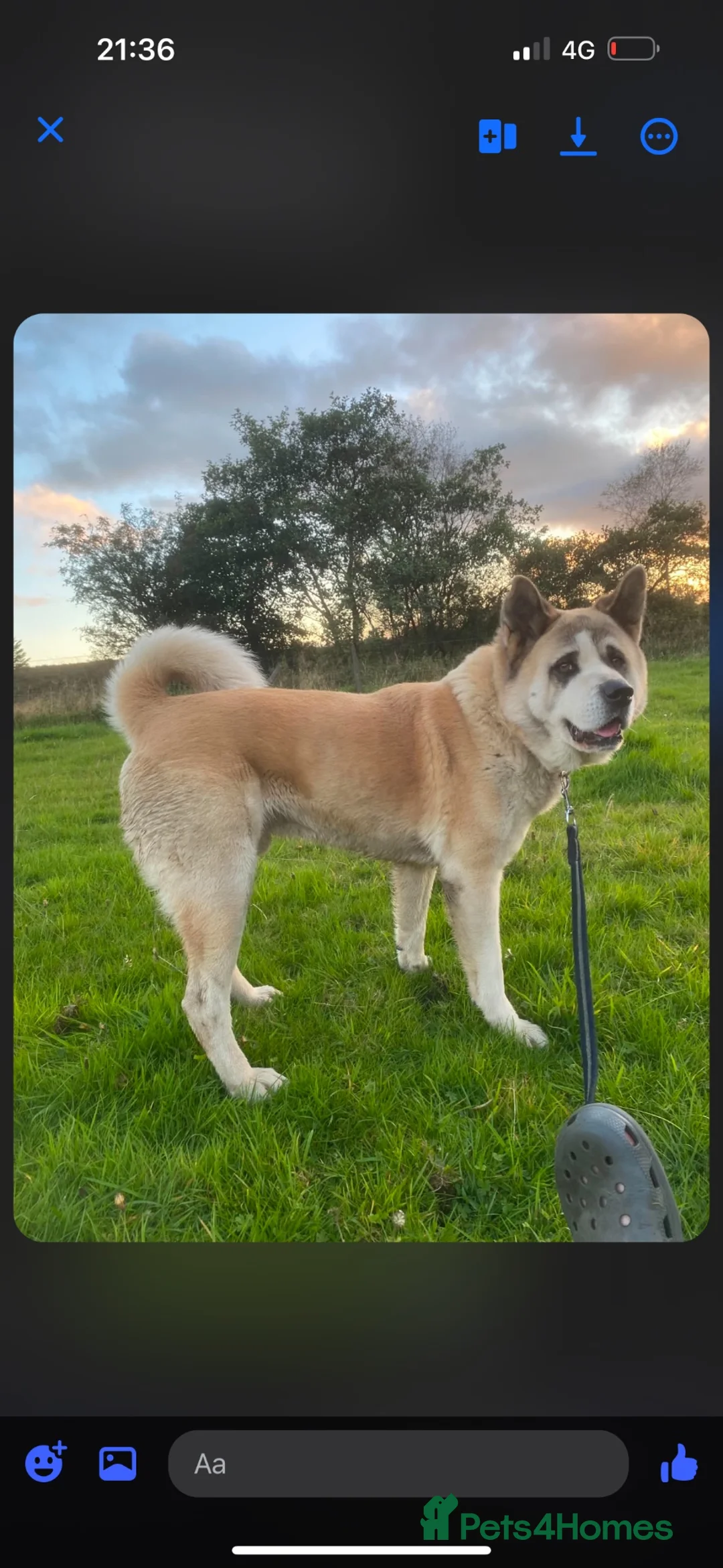 Mixed Breed dogs for sale:  Loving Labrakitas  - Advert 2