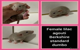 Rat rodents for sale: Adorable Dumbo Baby Rats ❤️ - Image 30