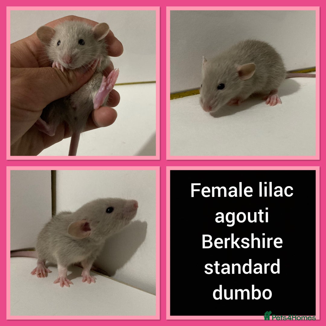 Rat rodents for sale: Adorable Dumbo Baby Rats ❤️ - Image 30