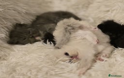 Persian cats for sale: Stunning Persians  - Image 10