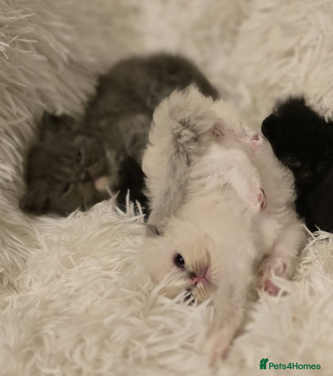 Persian cats for sale: Stunning Persians  - Image 10