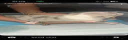 American Bully dogs for sale: American pocket bully’s  - Advert 24