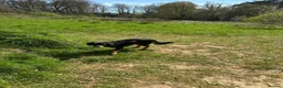 Mixed Breed dogs for sale: Cocker x Australia kelpie  in Chard - Advert 6